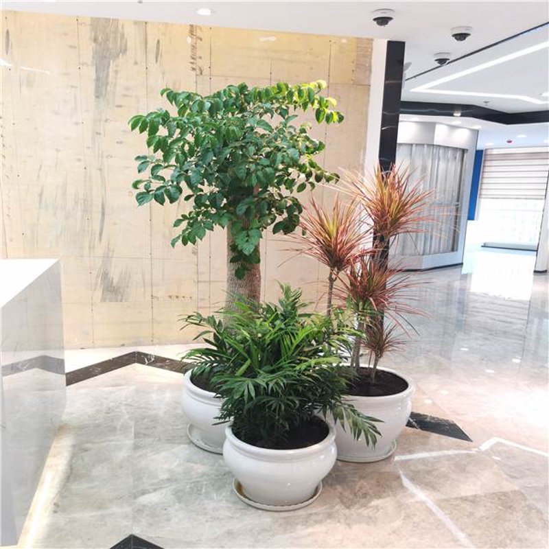 花卉租赁行业的最新发展