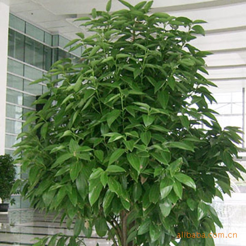 绿意盎然:办公室植物租赁现状分析与趋势展望